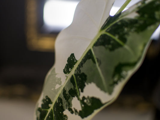 Alocasia 'Frydek' Variegata