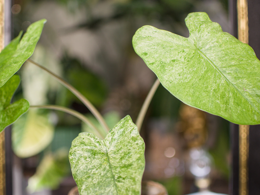 Alocasia Odora 'Batik' - Plant x Me