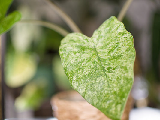 Alocasia Odora 'Batik'