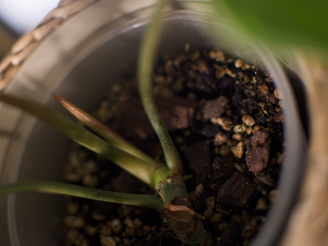 Philodendron Gloriossum - Plant x Me