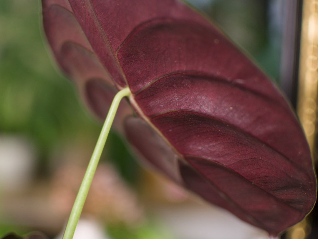 Alocasia 'Cuprea Red Secret' - Plant x Me
