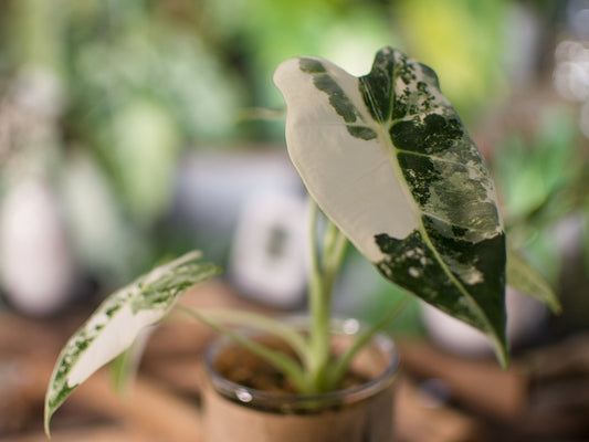 Alocasia Frydek Variegata — Semi-hydro