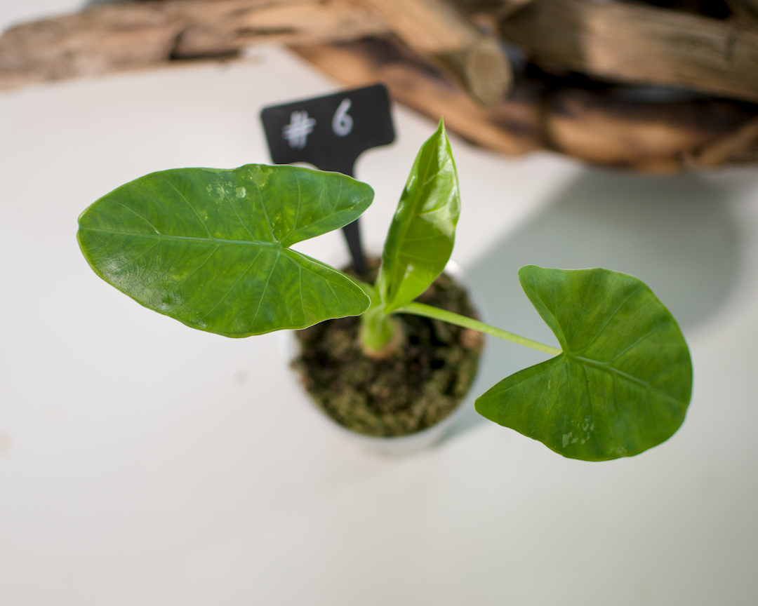 Alocasia macrorrhiza ‘Albo’ Plant x Me