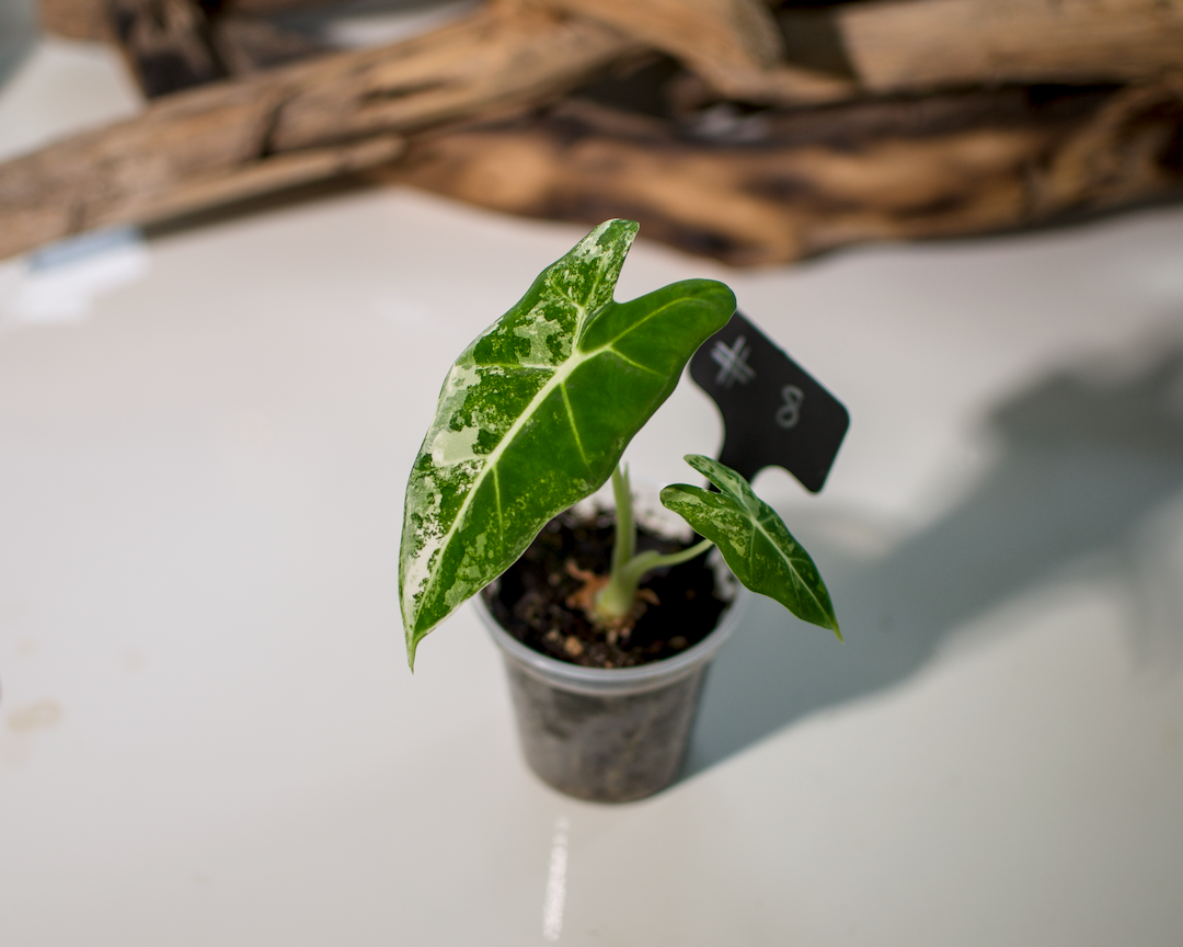 Alocasia 'Frydek' Variegata Plant x Me