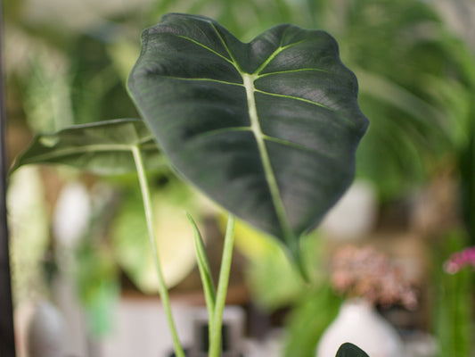 Alocasia Micholitziana 'Frydek'