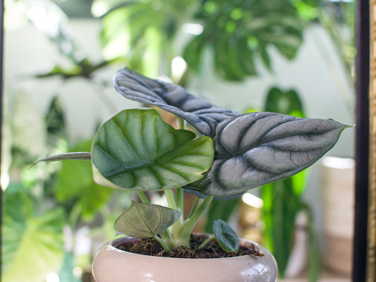 Alocasia baginda 'Silver Dragon'