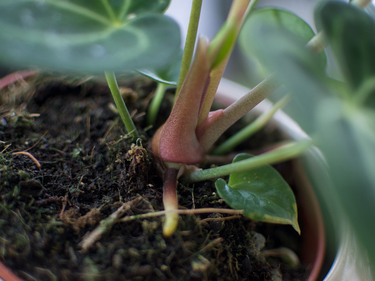 Anthurium 'Clarinervium'