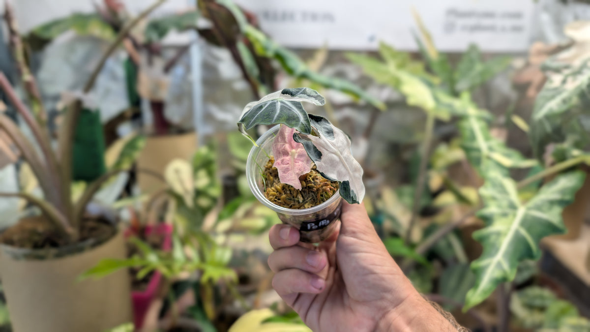 Alocasia Polly Pink Lava