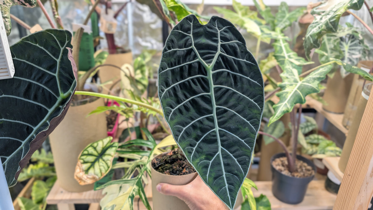 Alocasia Pride of Curup