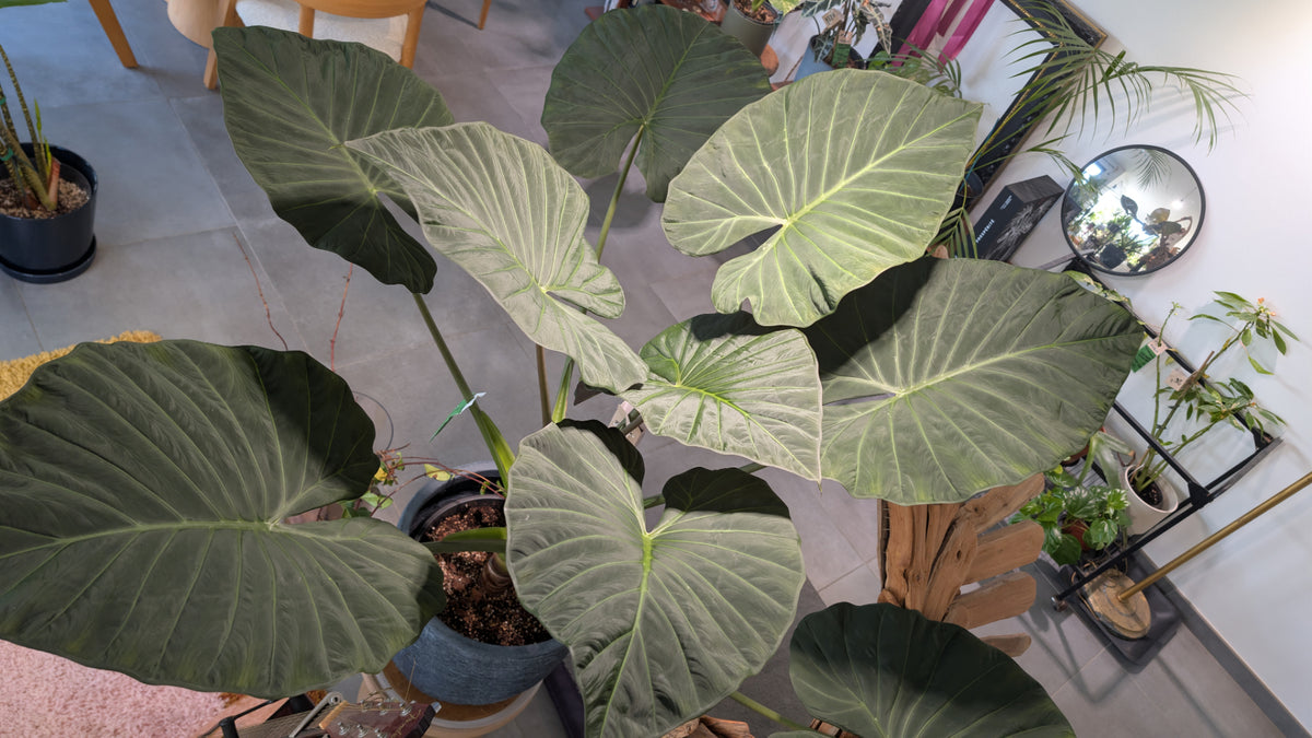 Alocasia Regal Shield