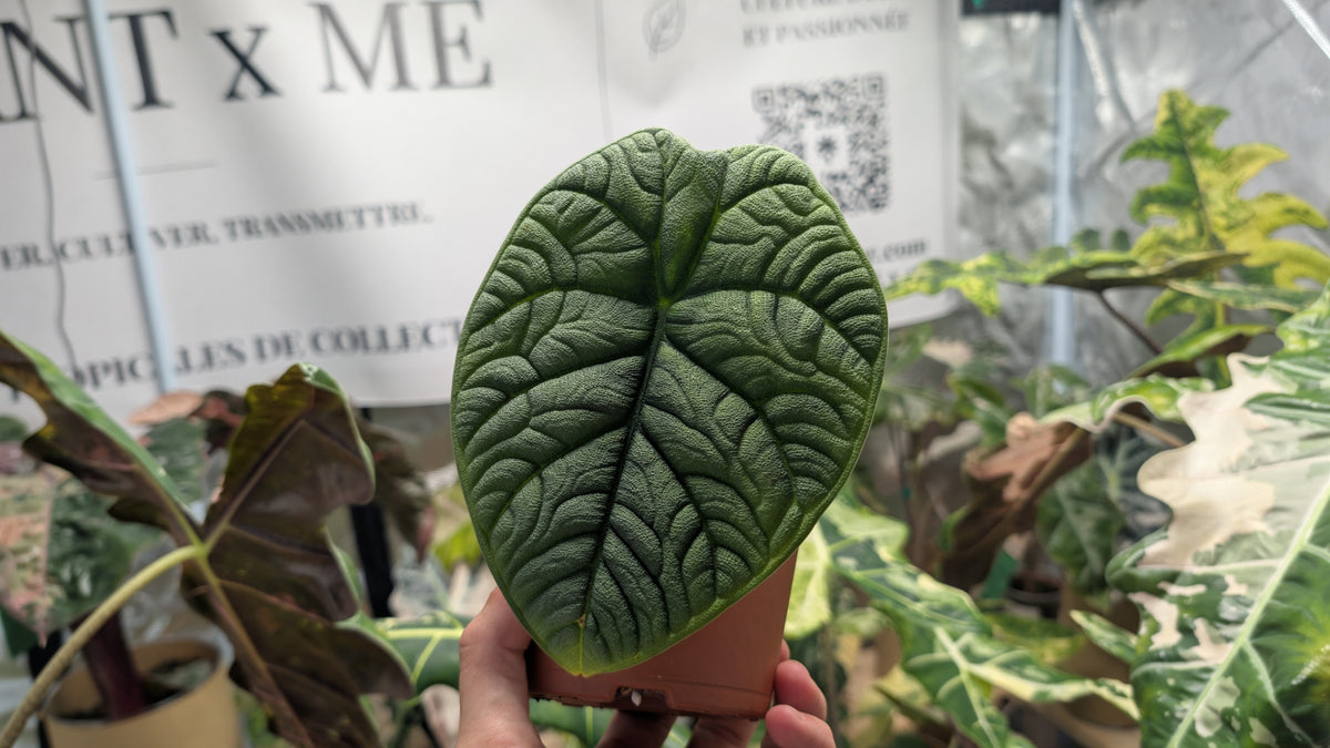 Alocasia Melo