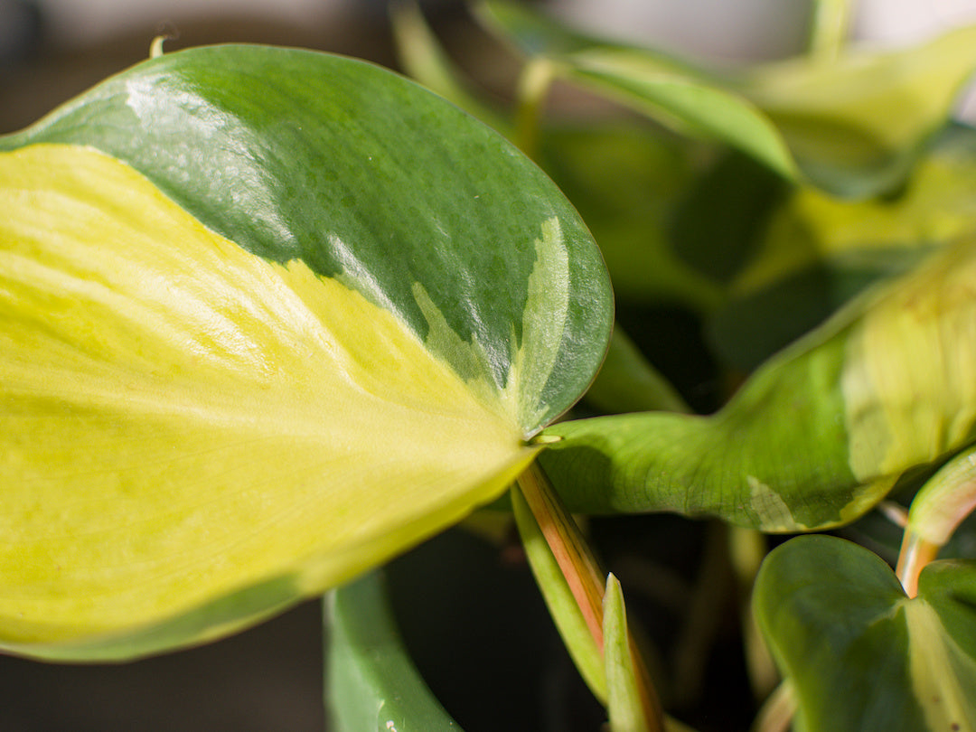 Philodendron Scandens Brasil - Plant x Me