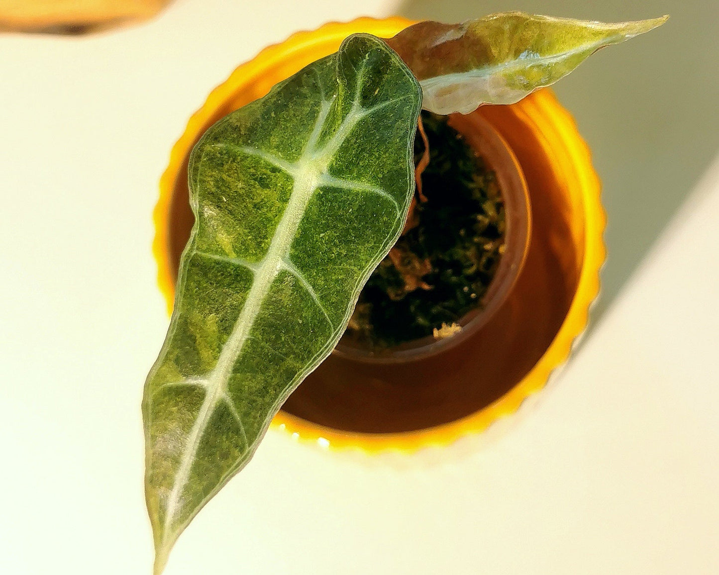 Sans titre 19mars_10:39 Plant x Me