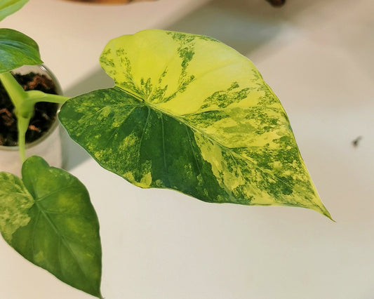 Alocasia macrorrhiza ‘Aurea’ M – Semi-hydroponie Plant x Me