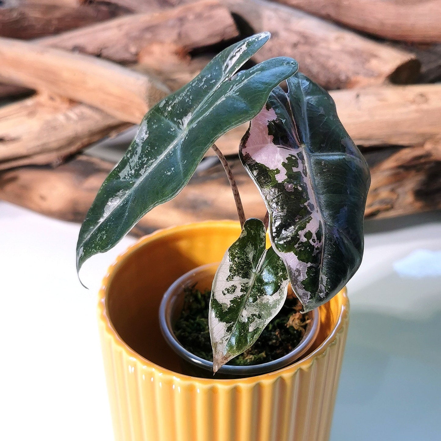 Alocasia Pseudo Sanderiana Pink Plant x Me