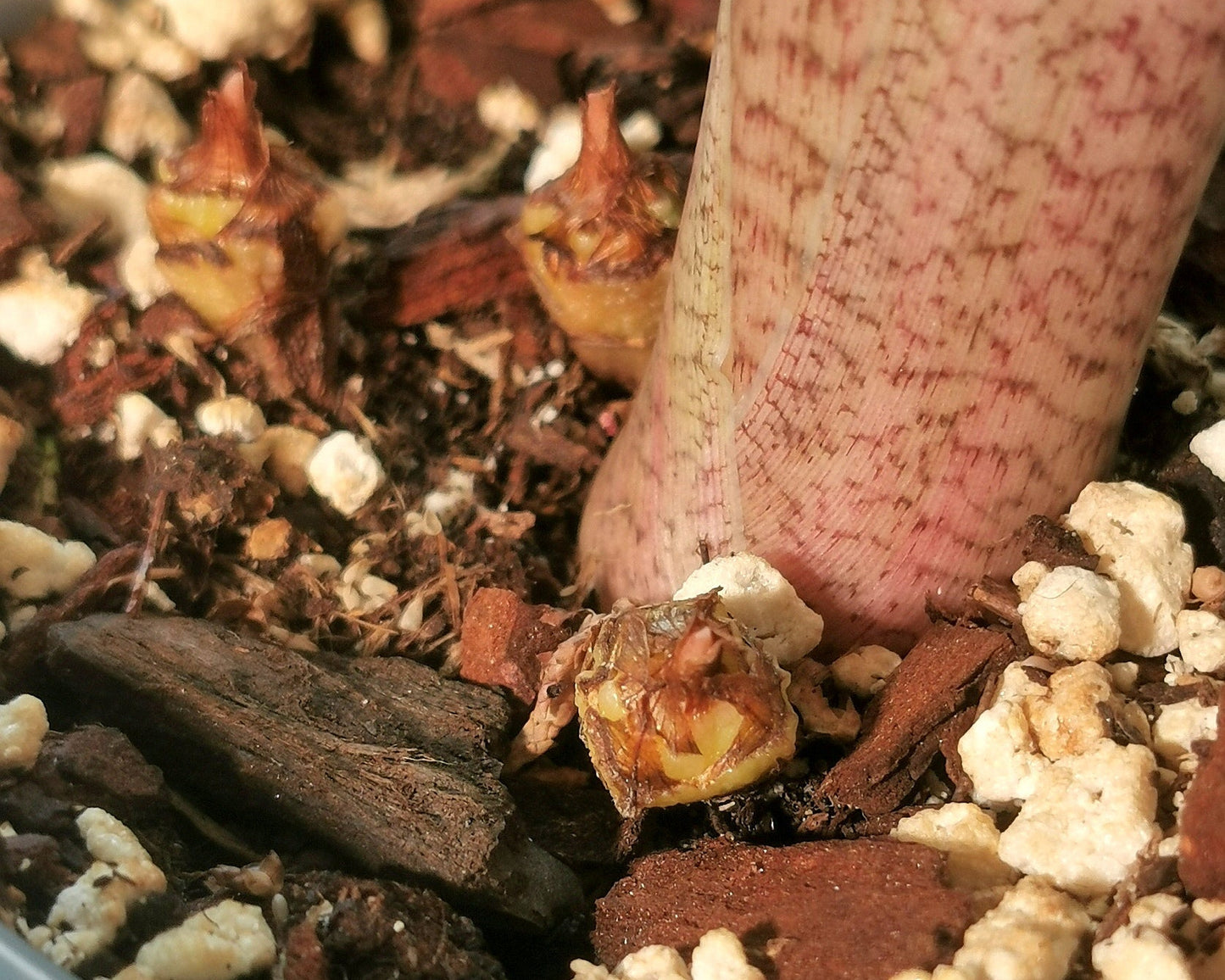 Alocasia Pseudo Sanderiana Aurea - Corms Plant x Me