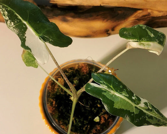 Alocasia Sarian Albo Plant x Me