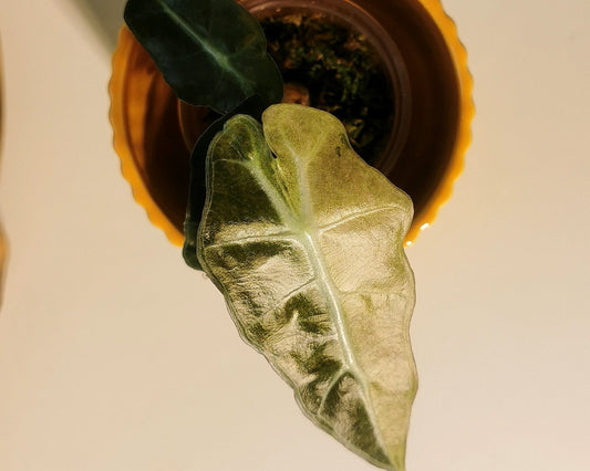 Sans titre 19mars_10:39 Plant x Me