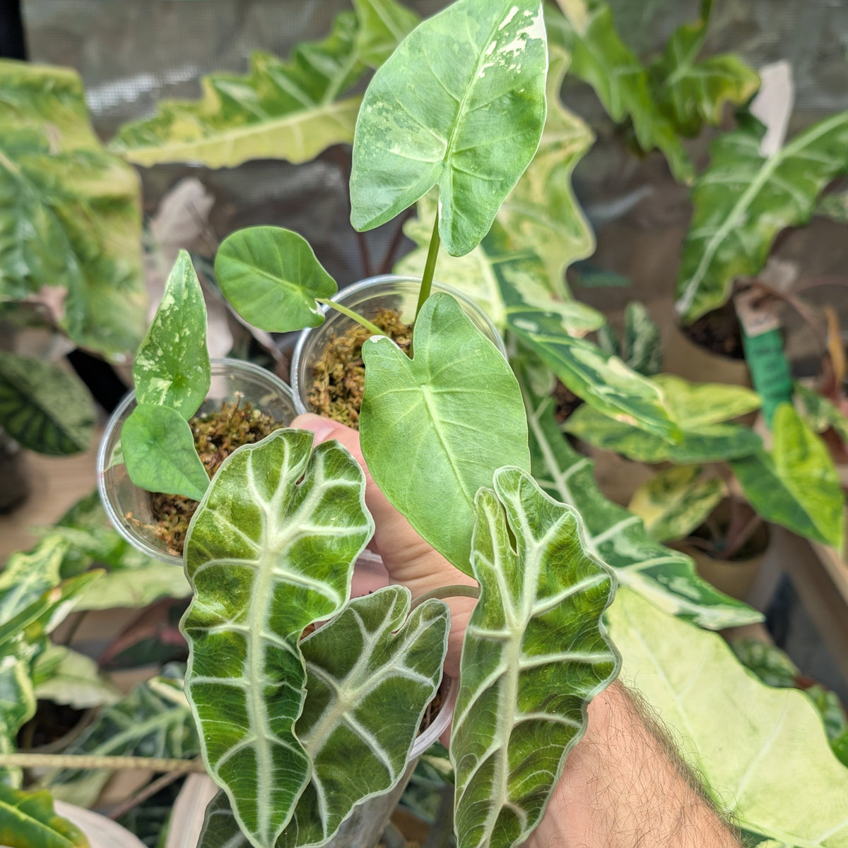 Lot petit prix #2 Plant x Me