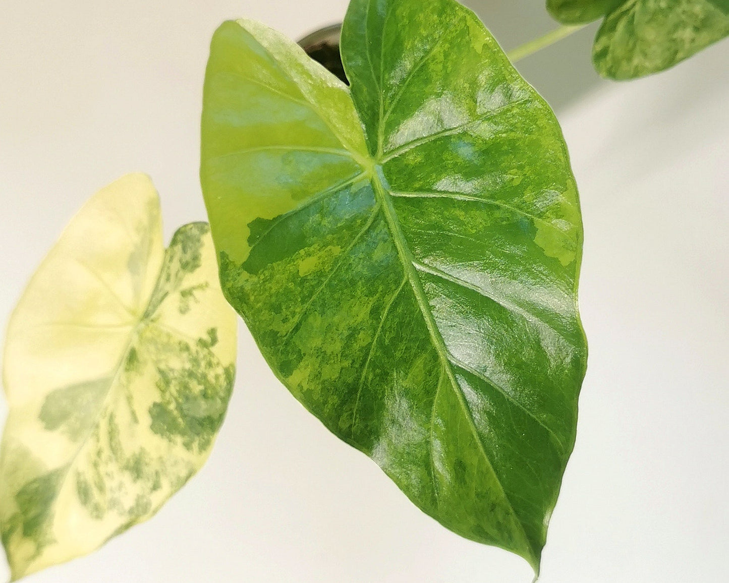 Alocasia macrorrhiza ‘Aurea’ M – Semi-hydroponie Plant x Me