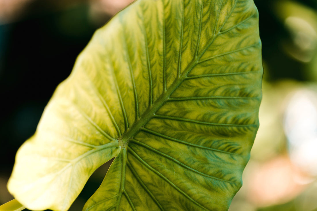 Pourquoi les feuilles de ma plante jaunissent ?