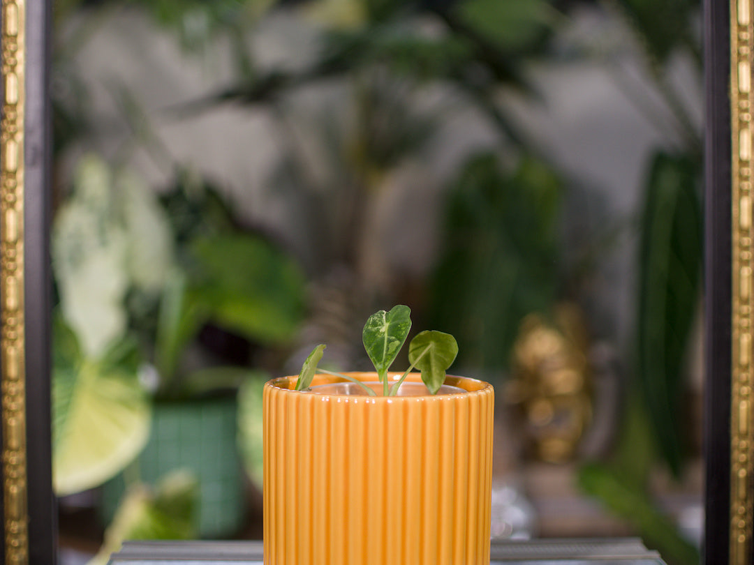 Alocasia 'Frydek' Variegata