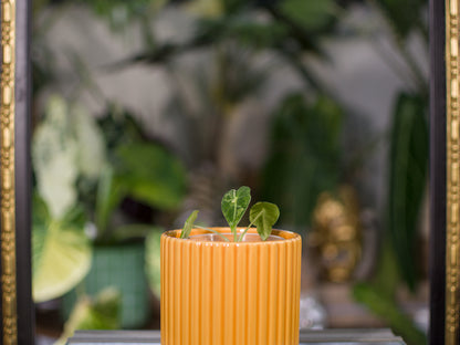 Alocasia 'Frydek' Variegata