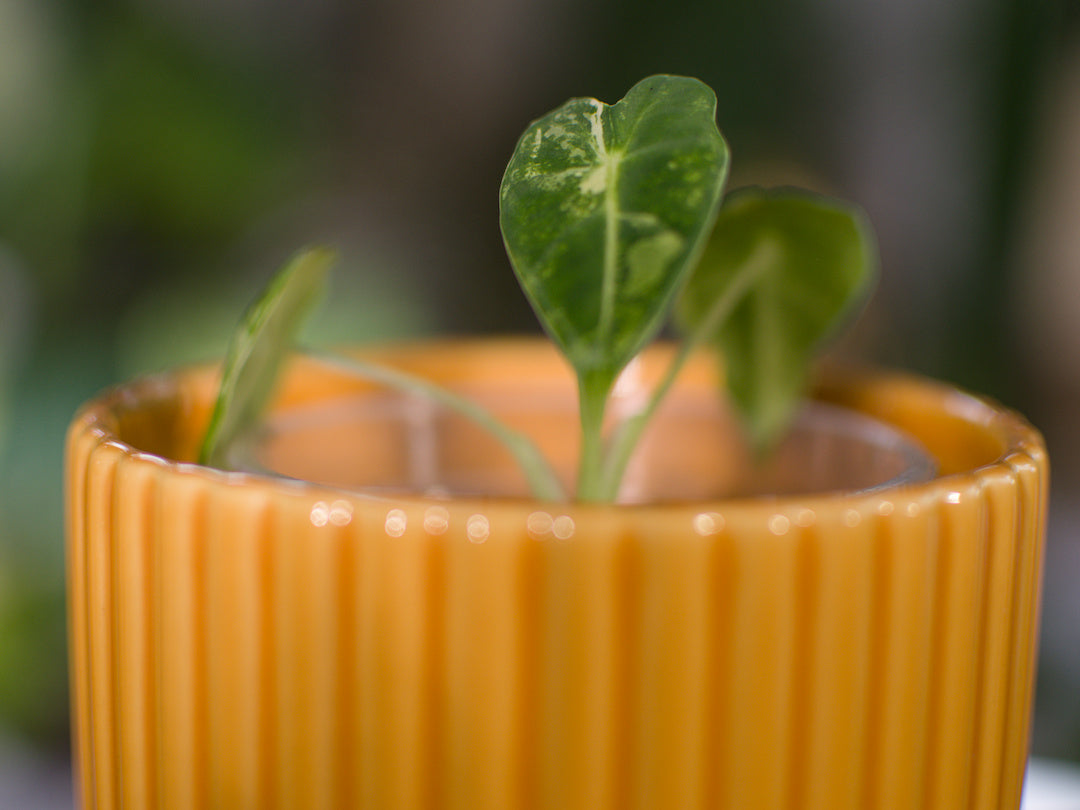 Alocasia 'Frydek' Variegata