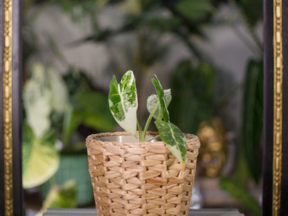 Alocasia 'Frydek' Variegata