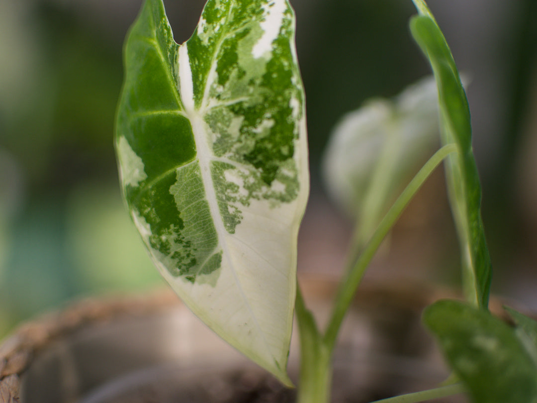 Alocasia 'Frydek' Variegata