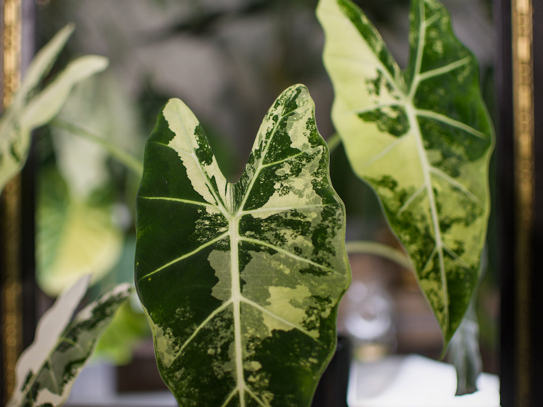 Alocasia 'Frydek' Variegata