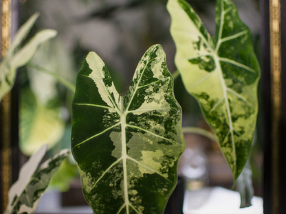 Alocasia 'Frydek' Variegata