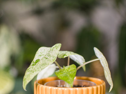 Alocasia Odora 'Batik'