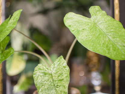 Alocasia Odora 'Batik'
