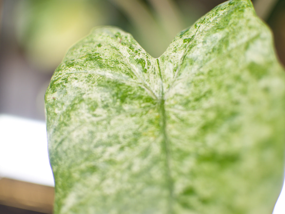 Alocasia Odora 'Batik'
