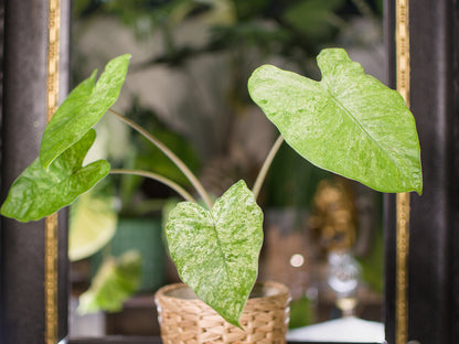Alocasia Odora 'Batik'