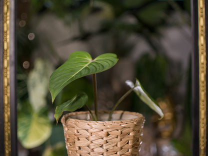 Philodendron Gloriossum