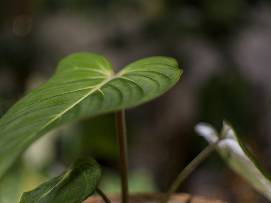 Philodendron Gloriossum