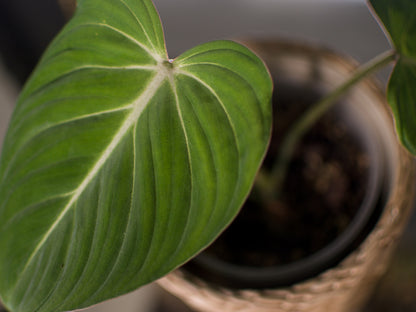 Philodendron Gloriossum