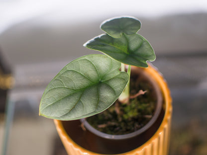 Alocasia baginda 'Silver Dragon'