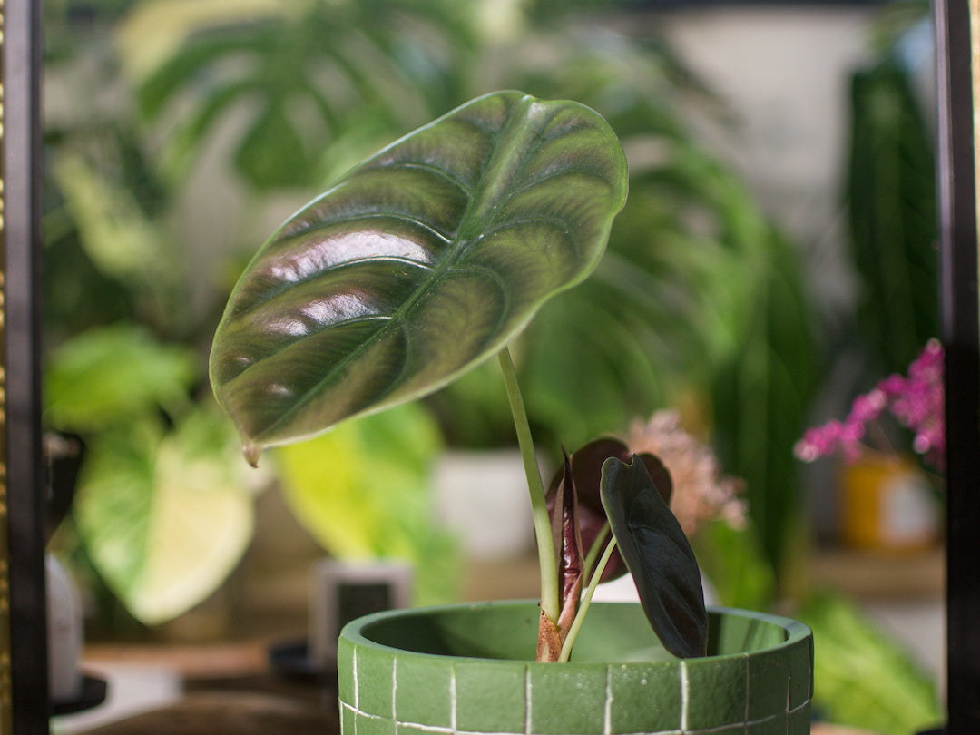 Alocasia 'Cuprea Red Secret'