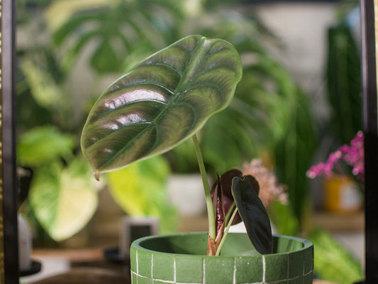 Alocasia 'Cuprea Red Secret'