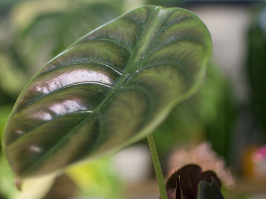 Alocasia 'Cuprea Red Secret'