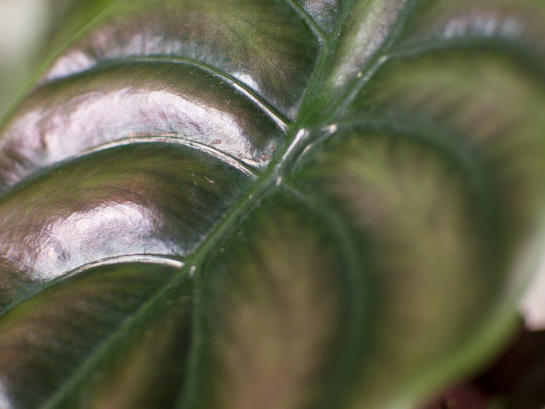 Alocasia 'Cuprea Red Secret'