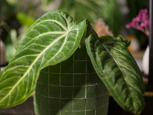 Anthurium Villenaorum