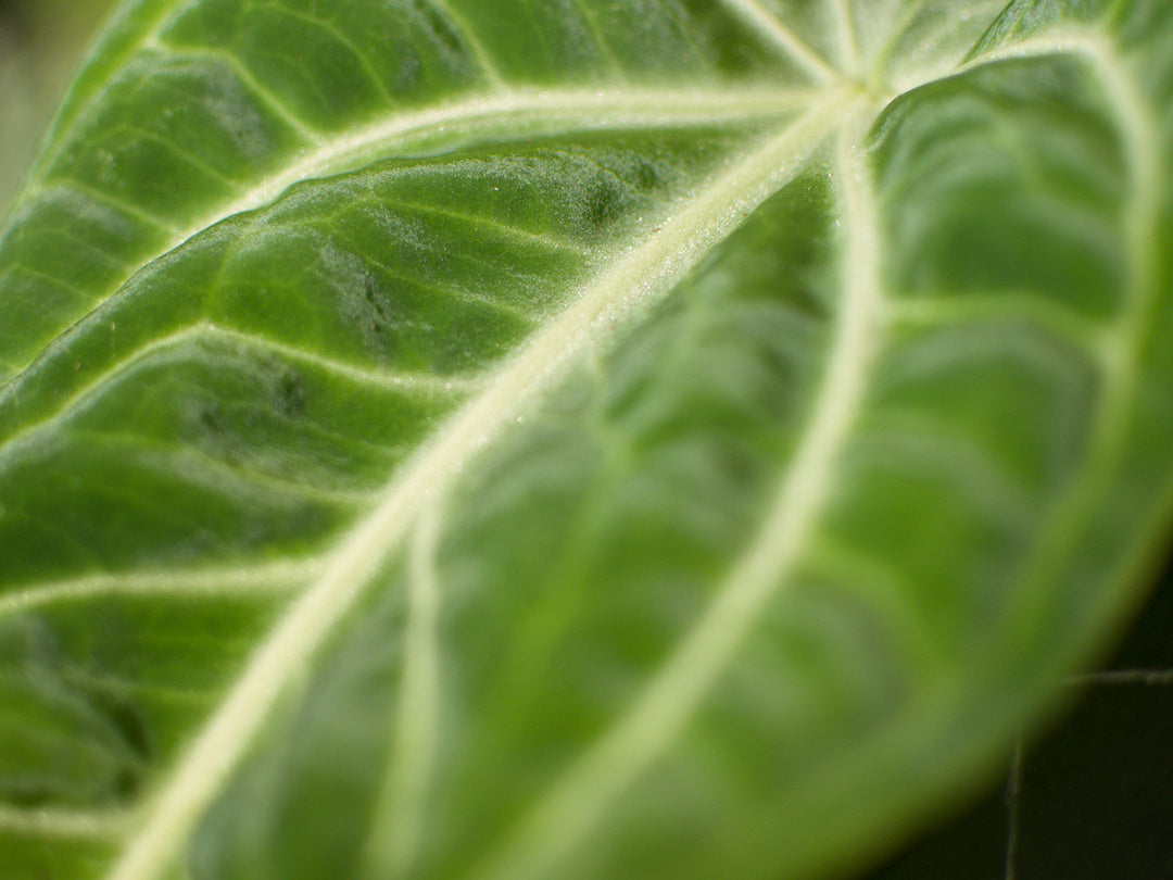 Anthurium Villenaorum