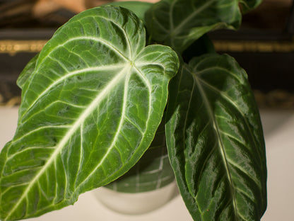 Anthurium Villenaorum