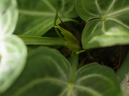 Anthurium Villenaorum
