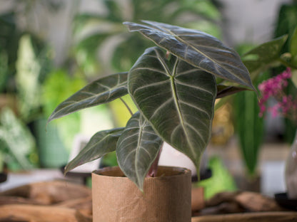 Alocasia Pink Dragon - Semi-Hydro