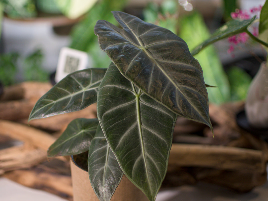 Alocasia Pink Dragon - Semi-Hydro